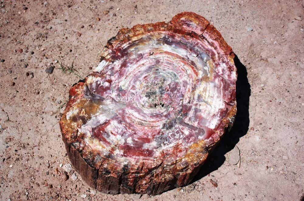 How to Determine the Value of Petrified Wood Crystals in US Dollars