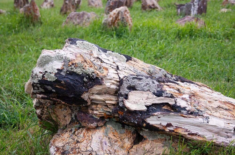 Where to Sell Petrified Wood: Tips and Options
