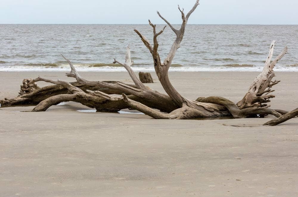 Where to Buy Large Driftwood Logs: A Guide for Wood Enthusiasts