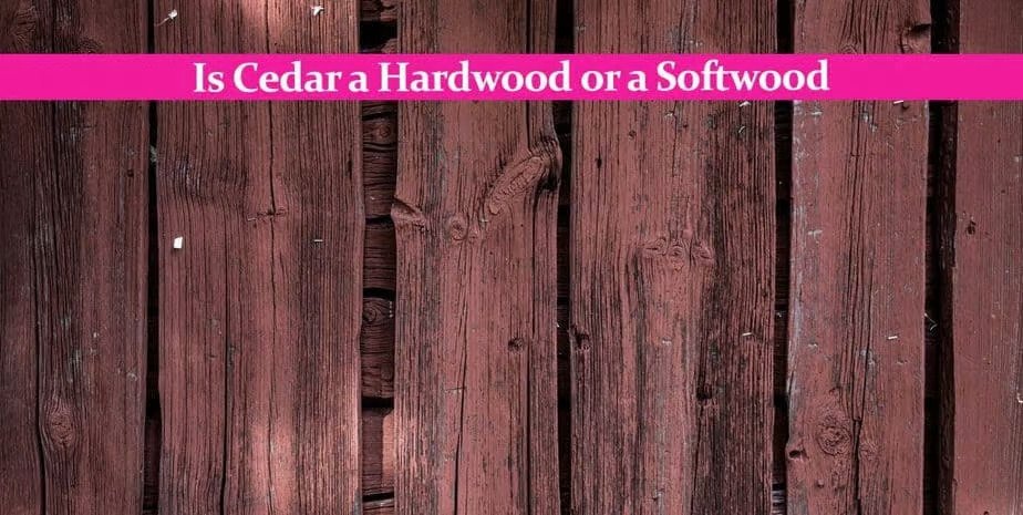 Is Red Cedar Hard or Soft Wood? Explained